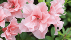 Azalea Bush