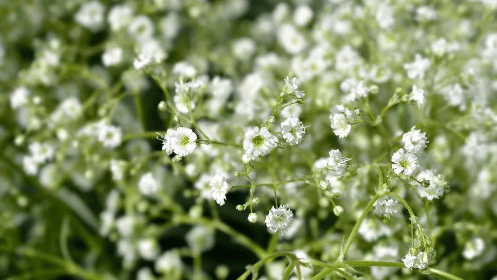 Babys Breath