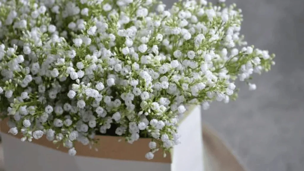 Baby's breath versatility in floral design