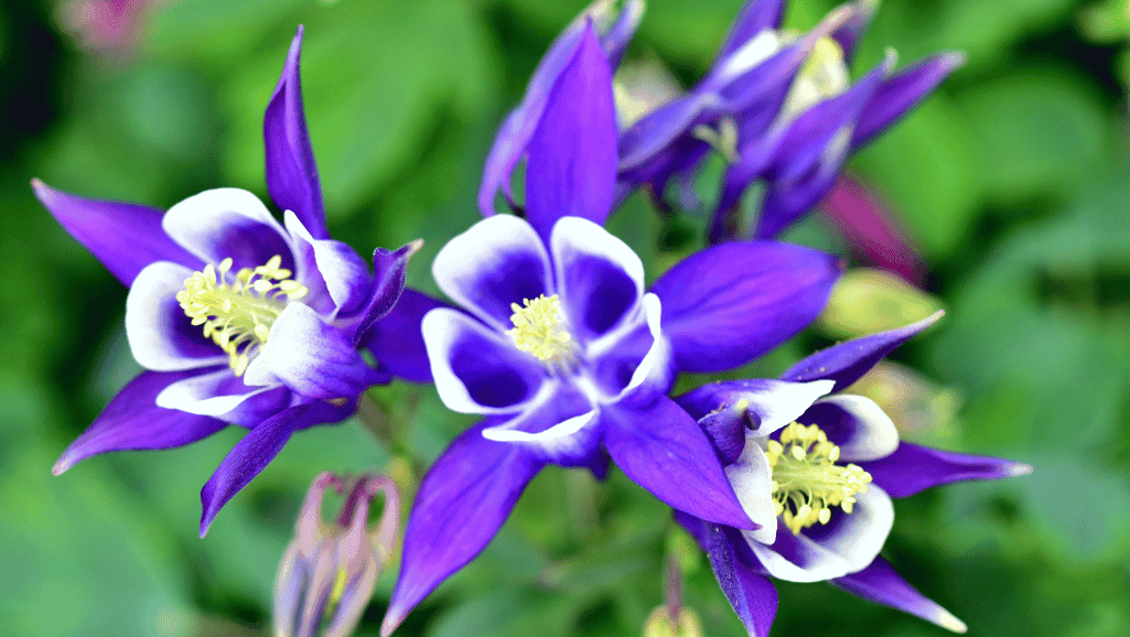 Beautiful Columbine Varieties