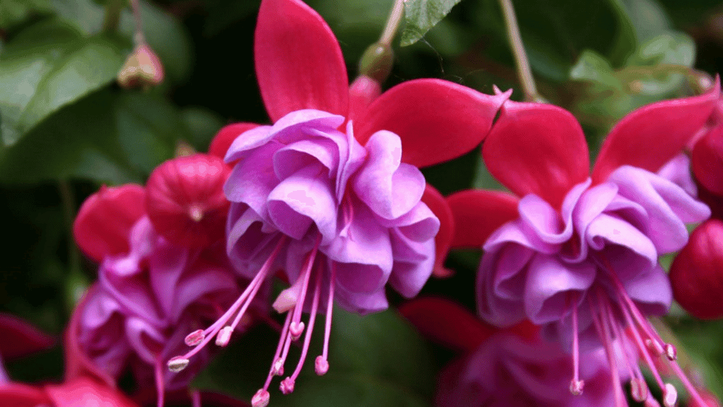 Bi-colored Fuchsias