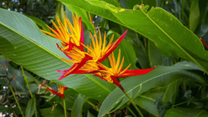 Bird of Paradise Flower