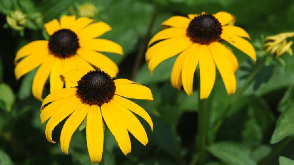 Black Eyed Susan Annual vs Perennial Comparison