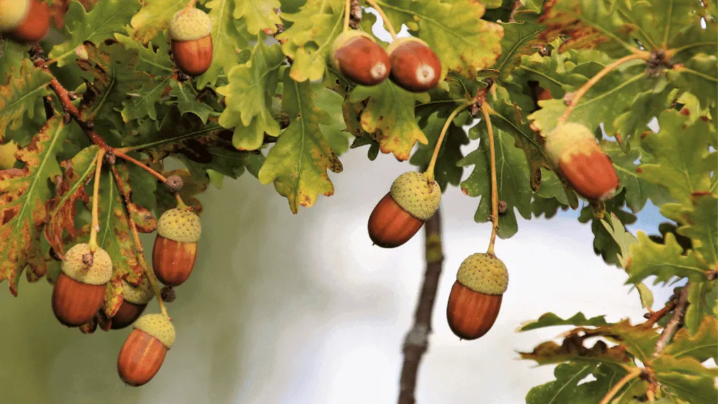 Black Oak Tree Diseases