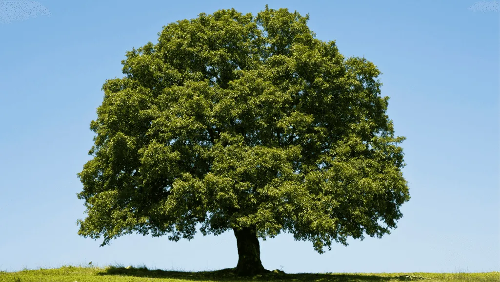 Discover the Black Oak Ecosystem: Nature's Splendor 1 Black Oak