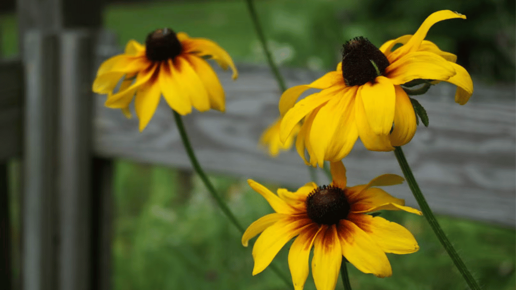 Black eyed susan flower care