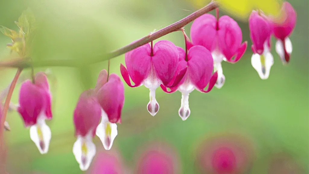 Bleeding Heart Plants