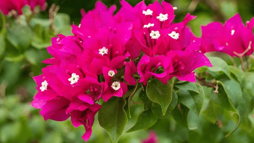 Growing Bougainvillea: Tips for Lush Blossoms 1 Bougainvillea