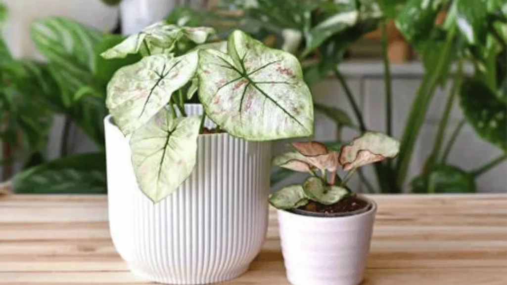Caladium Indoors Care