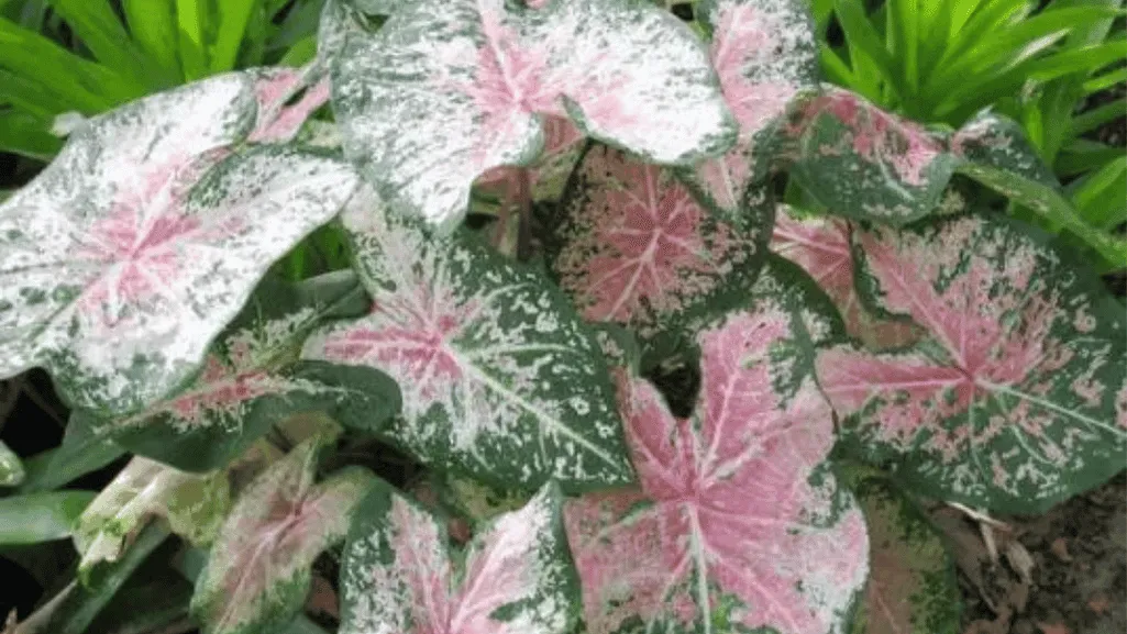 Caladium care outdoor