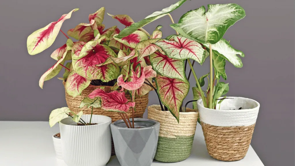 Caladium plant food