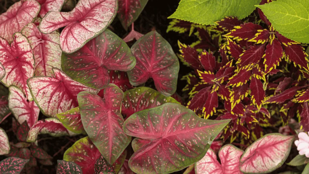 Caladium soil preparation