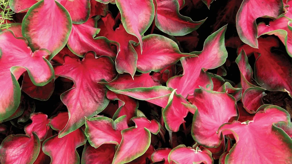 Caladium Care Guide: Cultivating Vibrant Foliage 1 Caladium
