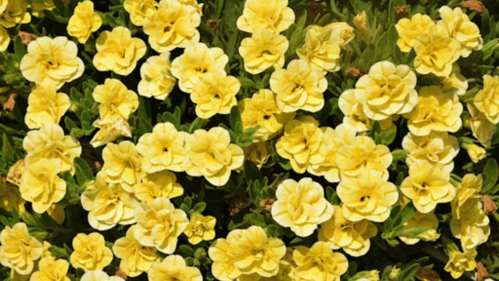 Calibrachoa Variety Display