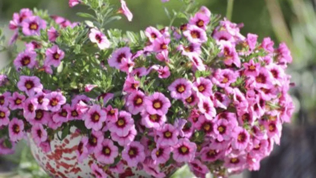 Calibrachoa varieties garden favorite