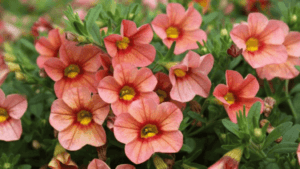 Calibrachoa