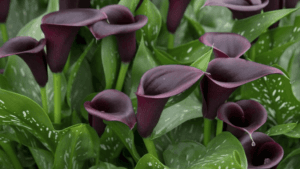 Calla Lilies