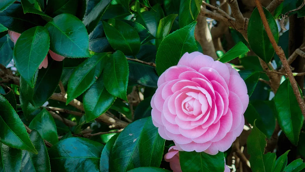 Camellia beauty products