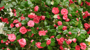 Camelia flowers