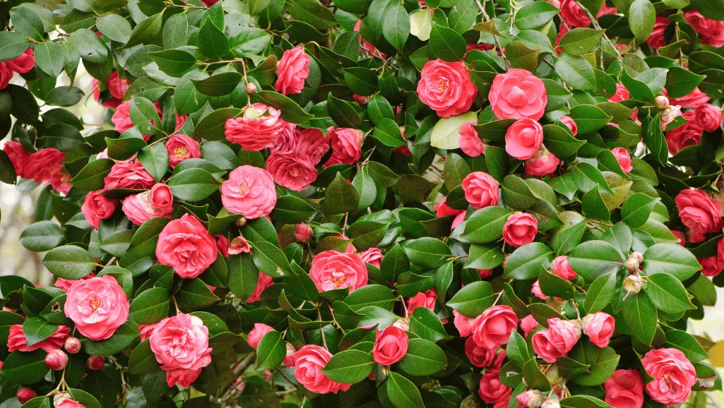 Camelia: Unveiling the Beauty & Care Essentials 1 Camelia flowers