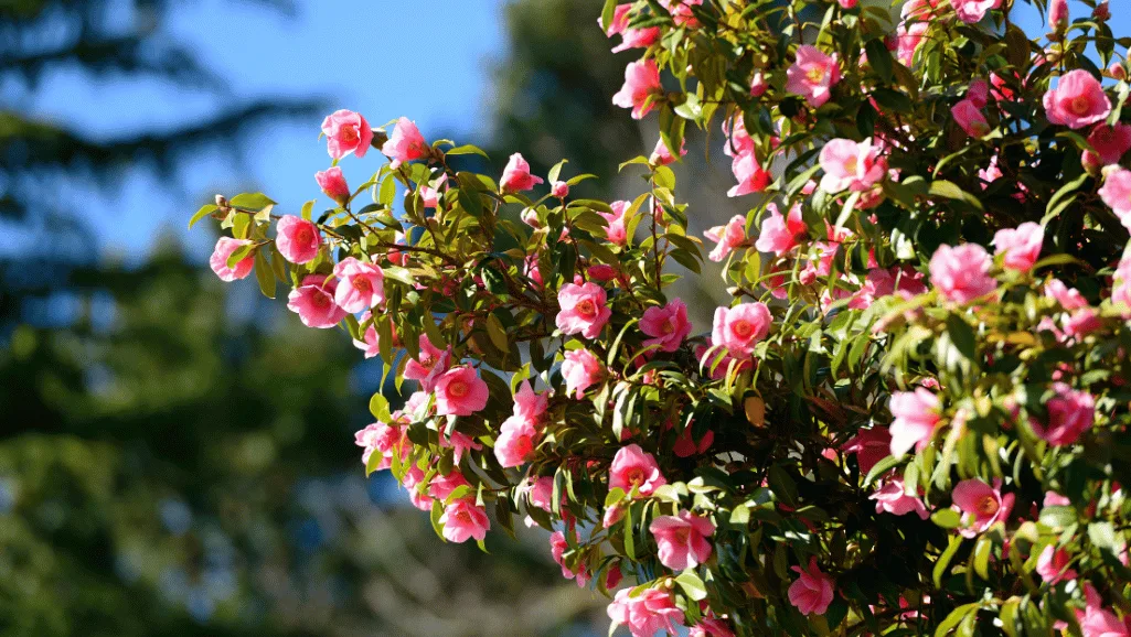 Camellia varieties blooming