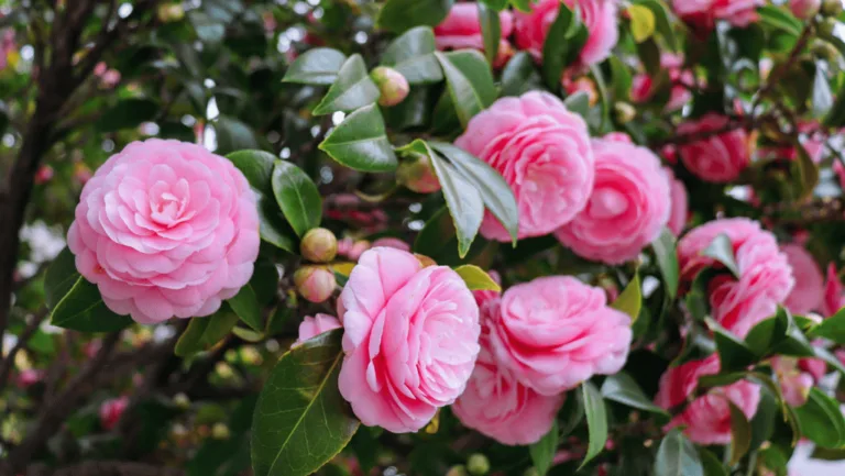 Camellia Care Guide - Thriving Blossoms & Tips 1 Camellia