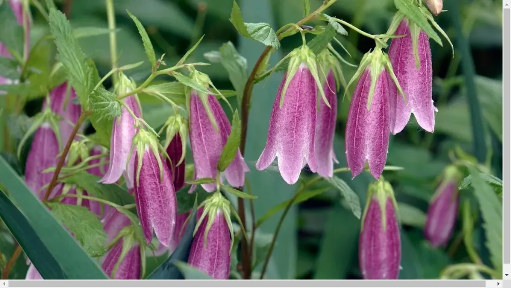 Campanula Care Tips