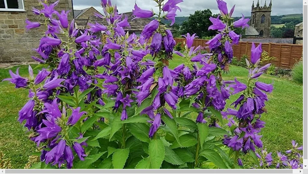 Campanula propagation methods