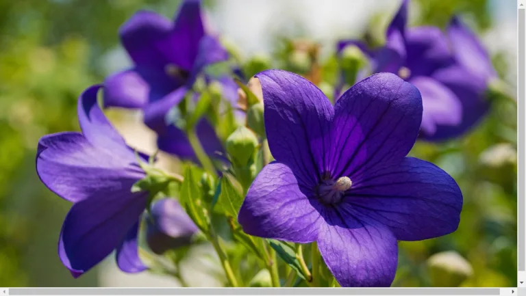 Campanula Guide: Care Tips, Varieties, and Growth 1 Campanula