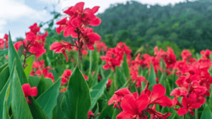 Canna Lily