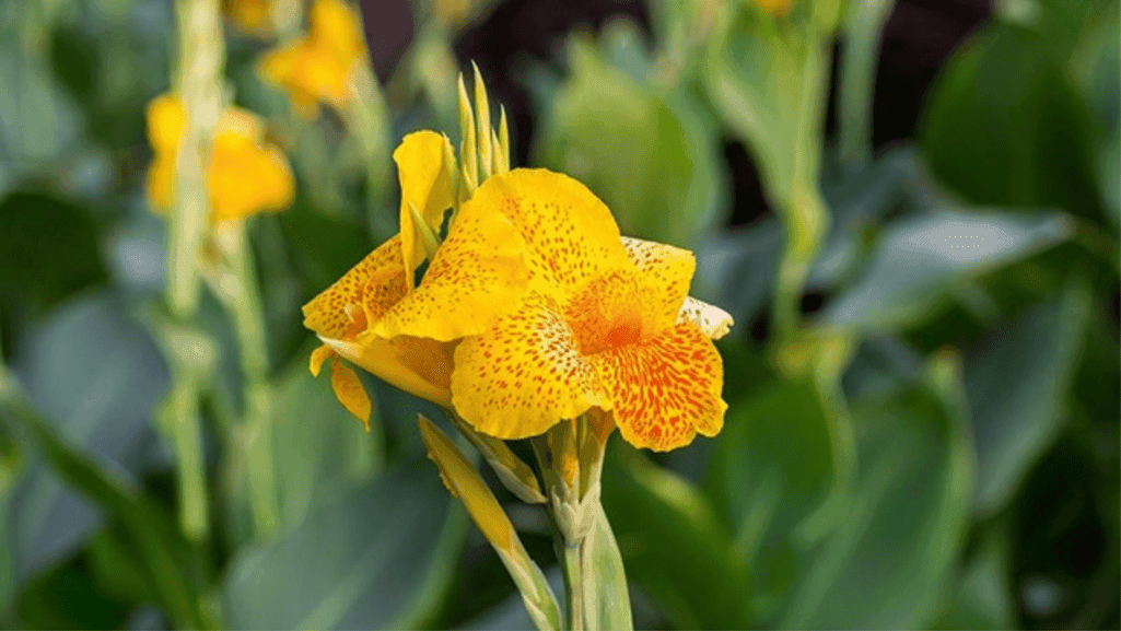 Canna Lily Plant Health