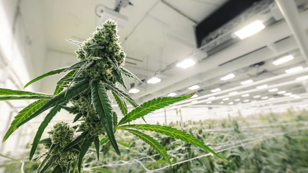 Hydroponic Cannabis Farming