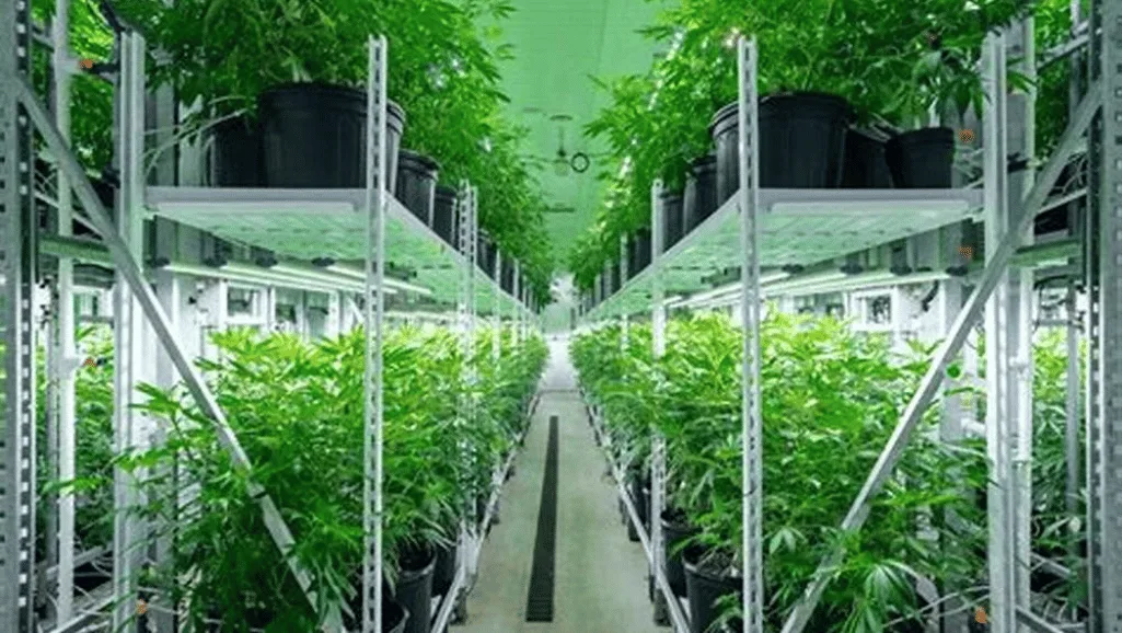 automated greenhouse systems