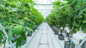 Cannabis Greenhouse