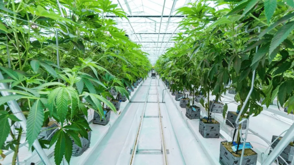 Cannabis Greenhouse