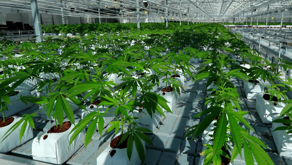 Automated Hydroponic Cannabis Cultivation