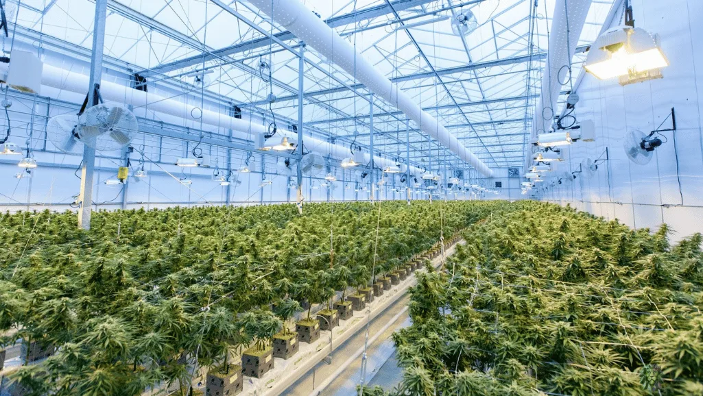 Organic Cannabis Greenhouse
