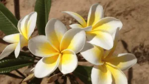 Cape Plumeria