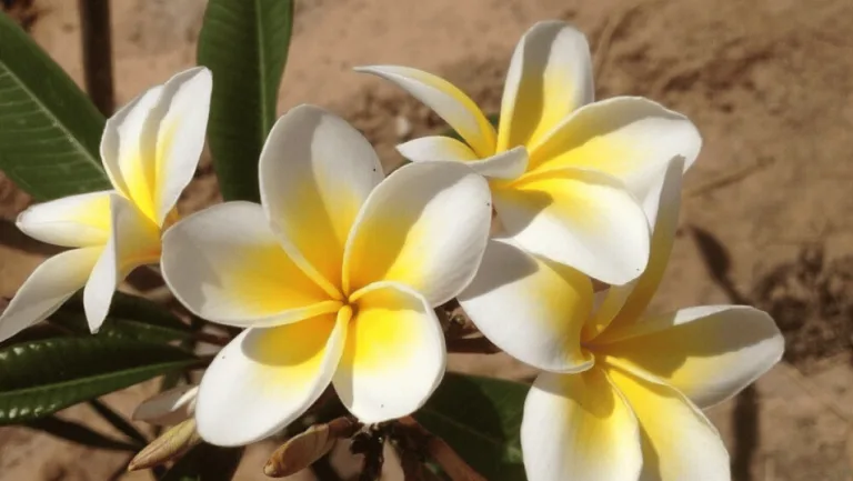 Cape Plumeria Care: Tips for Flourishing Blooms 1 Cape Plumeria