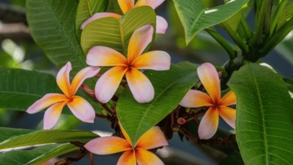 Cape Plumeria flourishing in well-draining soil