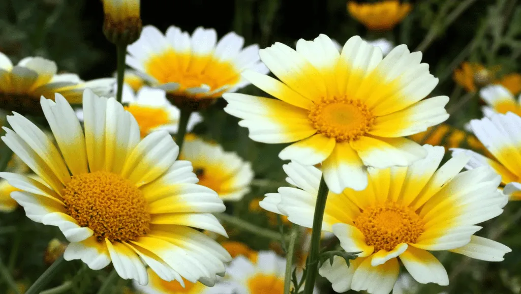 Caring for daisies in the garden