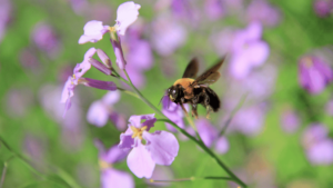 Carpenter bees make honey