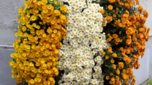 Cascading Flowers for Window Boxes