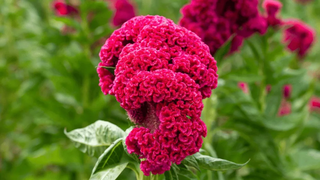 Vibrant Celosia Care Tips and Varieties Guide 1 Celosia