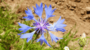 Centaurea Cornflower