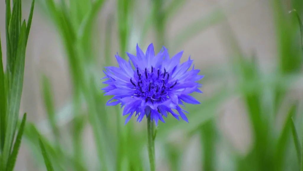 Centaurea Maintenance