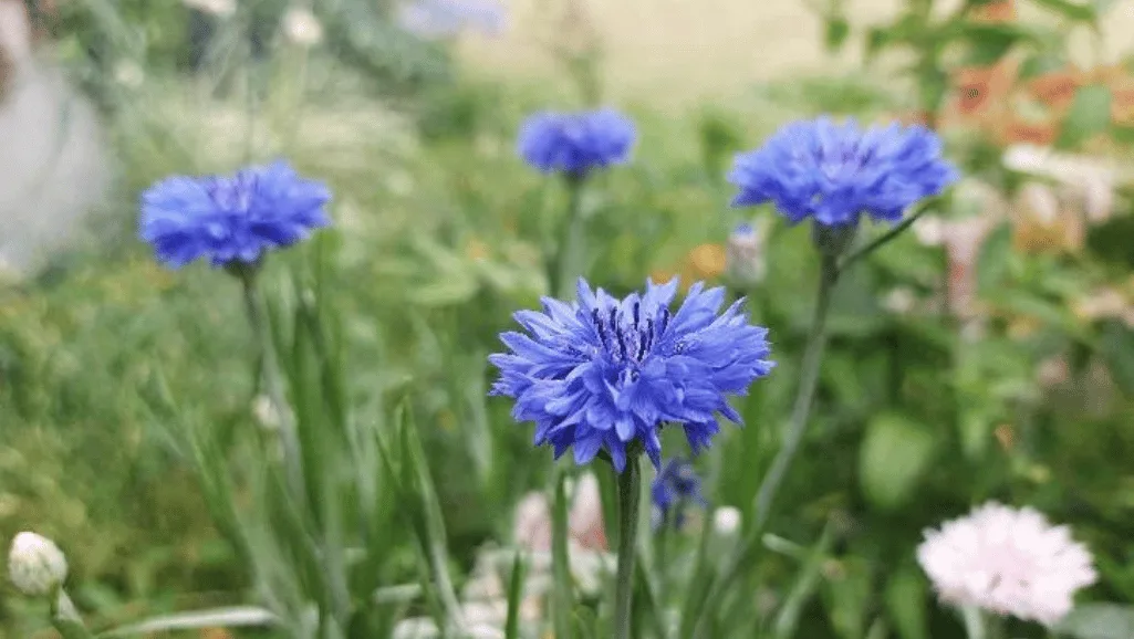 Centaurea Varieties