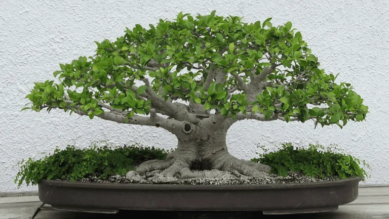 Caring for Your Chinese Banyan: Expert Tips 1 Chinese Banyan