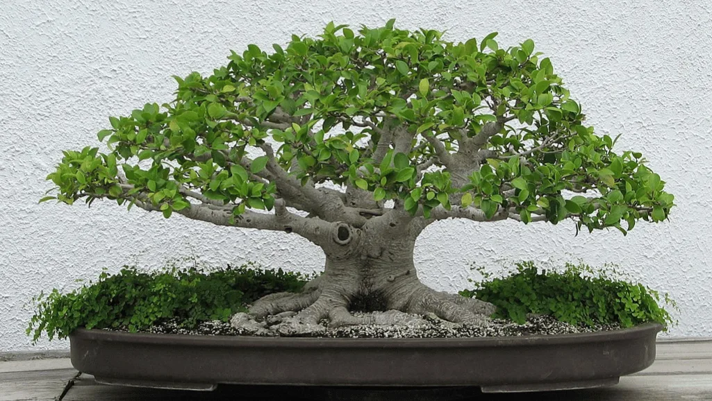 Caring for Your Chinese Banyan: Expert Tips 1 Chinese Banyan