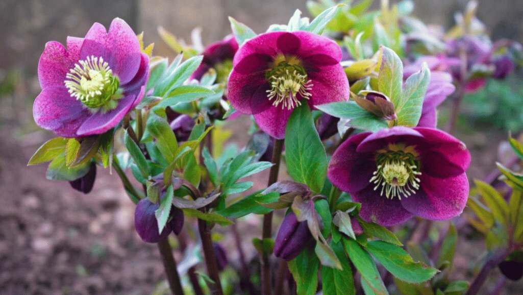 Christmas Rose Historical Symbolism